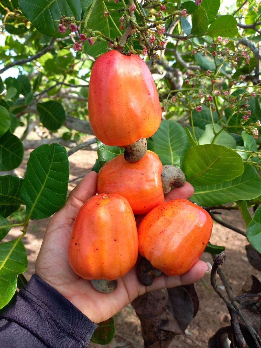 Produtividade e versatilidade do caju colocam o Piauí na 2ª área com maior produção no Brasil