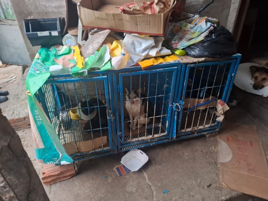 Operação Falso Vet: Polícia Civil prende suspeitos de realizar cirurgias ilegais em animais em Teresina