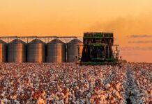 Piauí conquista o 3º lugar no ranking nacional de área plantada de algodão