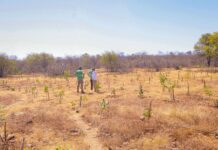 Piauí terá calor acima da média e chuvas irregulares no último trimestre de 2026